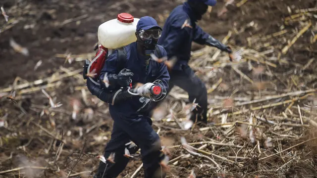 Miliaran belalang menyerang lahan pertanian di Kenya