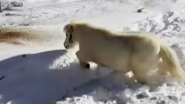 Setelah panda tian-tian, giliran seekor kuda mini yang berjingkrak-jingkrak menikmati salju. 