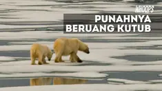 Para wisatawan sampai tega membunuh beruang yang dianggap membahayakan.