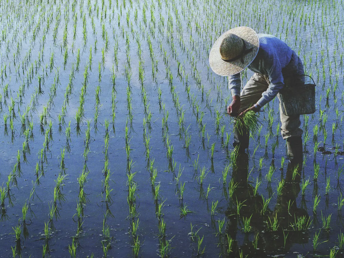Menyulap Impian: Menjadi Petani Dan Meraih Kesuksesan
