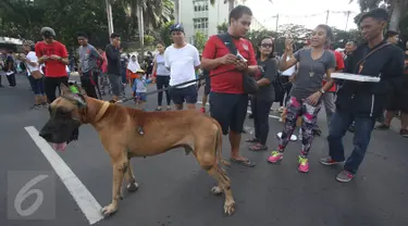 Seekor anjing jenis Great Dane terlihat disela kegiatan Car Free Day di Jakarta, Minggu (18/12). Anjing tersebut menarik perhatian warga di kawasan tersebut karena ukurannya yang lebih besar dibanding anjing pada umumnya. (Liputan6.com/Immanuel Antonius)