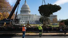 Sejumlah pekerja mengatur posisi pohon Natal saat akan ditempatkan di halaman Gedung Capitol US di Washington, Senin (27/11). Pohon Natal tersebut tiba di Gedung Capitol setelah melalui perjalanan sejauh 3.000 mil dari Montana. (JIM WATSON/AFP)