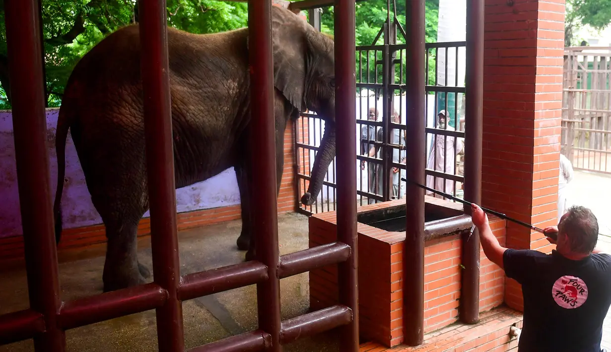 Seorang dokter hewan dari Four Paws International menembakkan obat penenang ke gajah Madhu Bala sebelum mereka memulai perawatannya di Karachi Zoological Garden, Karachi, Pakistan, 17 Agustus 2022. Organisasi Four Paws International yang berbasis di Austria diminta oleh Pengadilan Tinggi Sindh untuk turun tangan merawat hewan-hewan di kebun binatang tersebut. (Asif HASSAN/AFP)