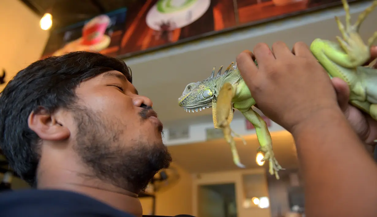 Foto yang diambil pada 18 Agustus 2018 menunjukkan seorang pelanggan memegang iguana di Reptile Cafe, Phnom Penh, Kamboja. Pelanggan kafe reptil ini bisa langsung masuk memesan minuman dan duduk bersama seekor hewan melata. (AFP/TANG CHHIN Sothy)