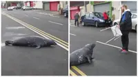 Anjing laut itu berkunjung setiap hari ke suatu restoran makanan laut di kota, dengan cara merangkak menyeberang jalan raya.