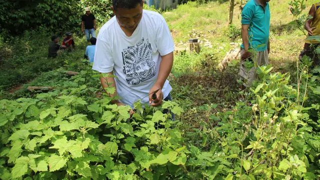 Pohon Nilam di Gorontalo