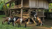 Ternak Kambing vs Ayam Kampung Mana Lebih Stabil? Analisis Risiko dan Modal
