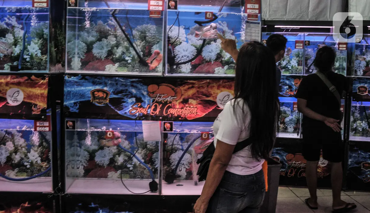 Pengunjung melihat ikan Louhan milik salah satu peserta kontes saat Soul of Competition di Pasar Ikan Hias Johar Baru, Jakarta, Minggu (24/10/2021). Kontes yang diikuti 160 peserta dari berbagai kota di Indonesia ini digelar hingga Senin (25/10). (merdeka.com/Iqbal S. Nugroho)