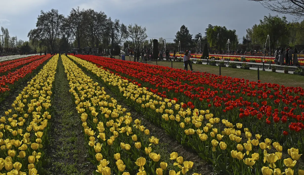 Terletak di antara Danau Dal dan perbukitan Zabarwan di Srinagar, taman ini memiliki lebih dari 1,5 juta (15 lakh) tulip  dengan berbagai warna dan corak. (Photo by TAUSEEF MUSTAFA / AFP)