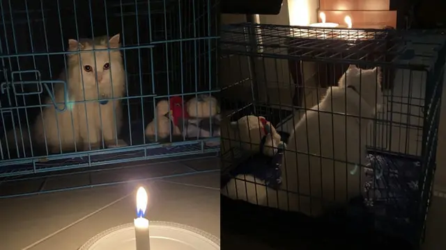 6 Pemotretan Kucing Tema Horor Ini Unik, Bikin Ngakak
