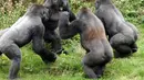 Empat gorila berkelahi saat merebutkan tomat untuk sarapan di Kebun Binatang Paignton, Devon (3/10/14). (Dailymail) 