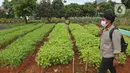 Seorang pria melintas di kawasan Agro Edukasi Wisata Ragunan, Jakarta, Sabtu (16/1/2021). Kawasan Agro Edukasi Wisata Ragunan yang diresmikan Mentan Syahrul Yasin Limpo pada Jumat (15/1) lalu tersebut bisa menjadi salah satu pilihan menghabiskan akhir pekan di Jakarta. (Liputan6.com/Herman Zakharia)