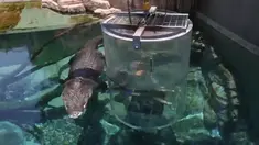 Wahana Crocosaurus Cove, memberikan Anda pengalaman melihat buaya raksasa secara dekat di dalam tabung akuarium.