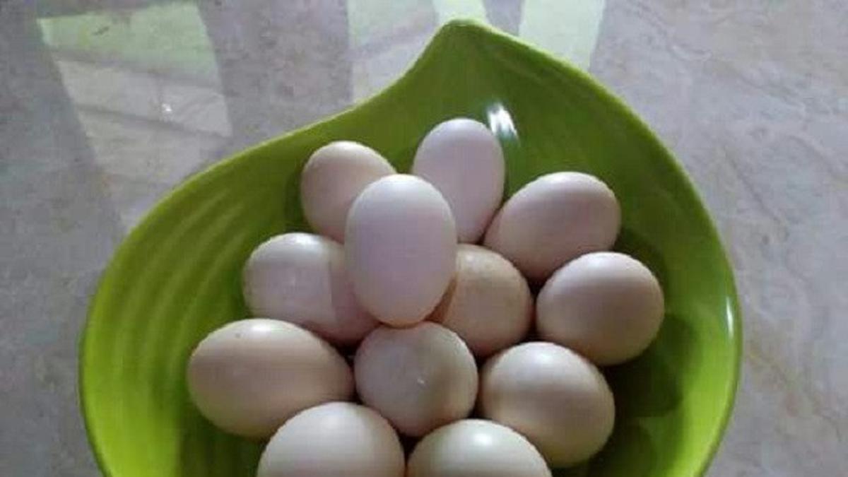10 Cara Jual Telur Ayam Kampung agar Cepat Laku dan Menguntungkan
