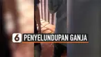 THUMBNAIL Ganja