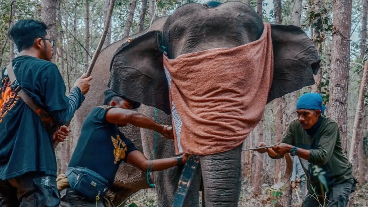 Pemasangan GPS Collar gajah oleh petugas BBKSDA Riau.