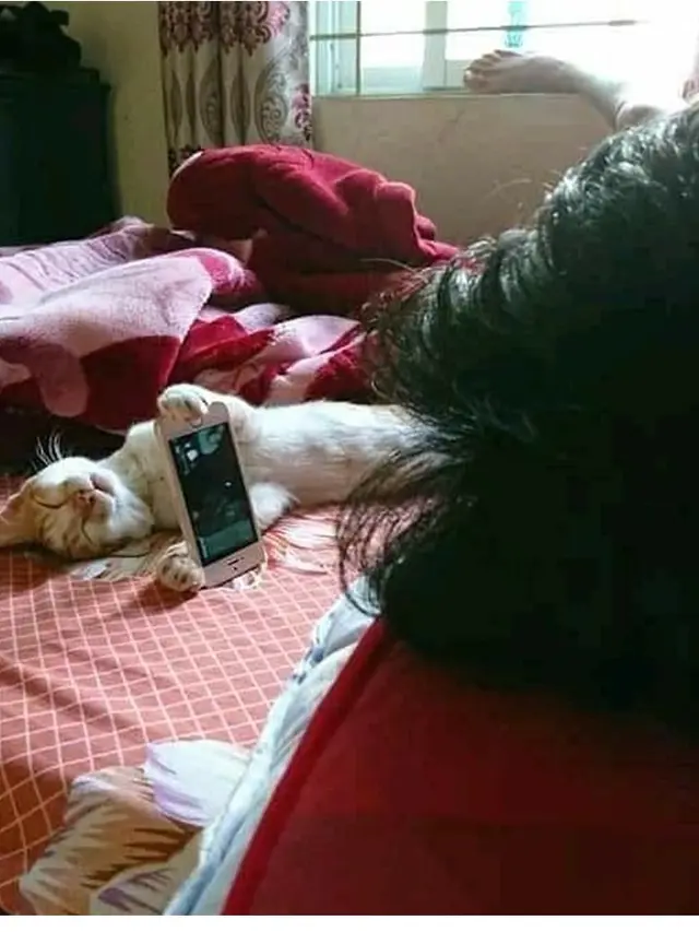 6 Potret Kompak Orang dan Kucing Saat Tidur Ini Bikin Gemas