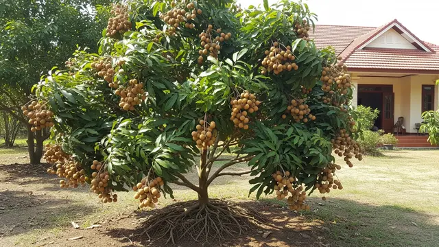 Jenis Pohon Buah Akar Pendek Aman untuk Dekat Rumah/Gemini AI
