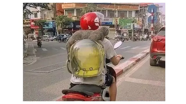 8 Momen Kocak Kucing saat Naik Motor Ini Bikin Geleng Kepala
