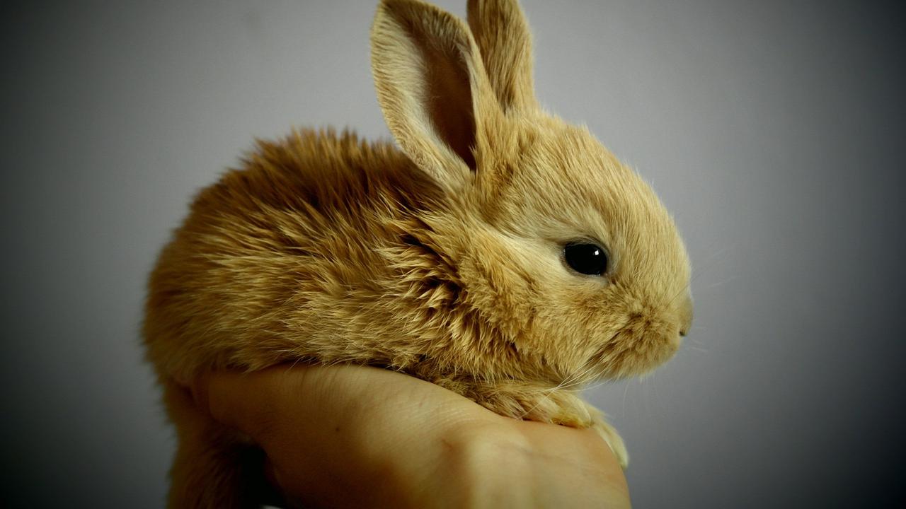 Hewan Peliharaan Lucu