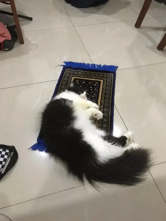 kucing teraweh
