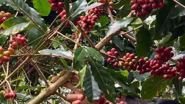 Pohon Biji Kopi Khas Desa Lebakmuncang