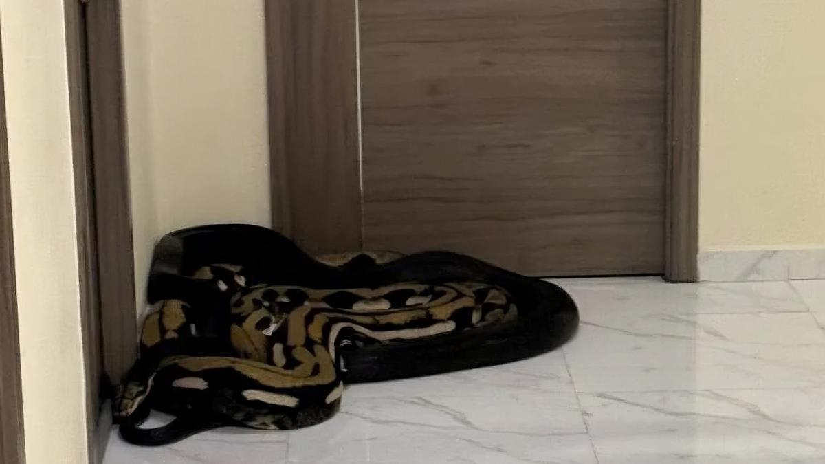 Doa Agar Ular Pergi dari Rumah, Ini Langkah-langkah yang Bisa Dilakukan