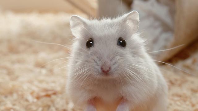 4. Hamster Shaw Jerd