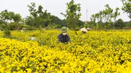 Para petani memanen bunga krisan di Provinsi Hung Yen, Vietnam, Selasa (21/12/2021). Krisan adalah sejenis tumbuhan berbunga yang sering ditanam sebagai tanaman hias pekarangan atau bunga petik. (Nhac NGUYEN/AFP)