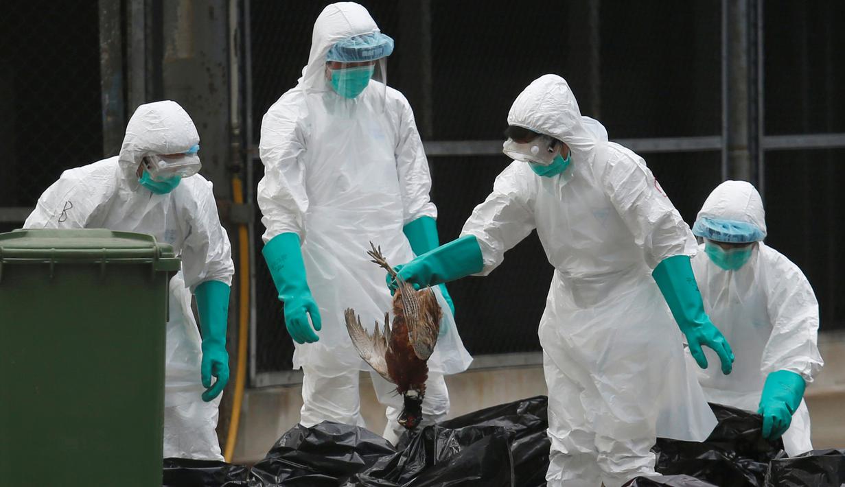 Seorang petugas membuang ayam mati ke plastik hitam sampah di sebuah pasar di Hong Kong, (7/6).  Pihak berwenang memutuskan untuk menangguhkan perdagangan unggas hidup setelah pemeriksaan menunjukkan adanya virus flu burung H7N9. (REUTERS/Bobby Yip)