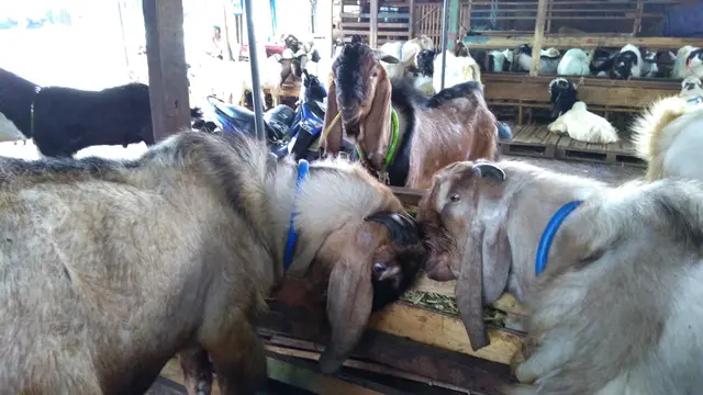 Kambing di Pasar Tanah Abang