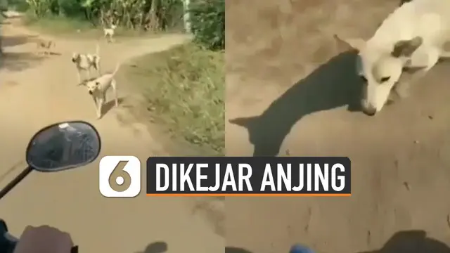 Video kocak pengendara motor dikejar anjing viral di media sosial.