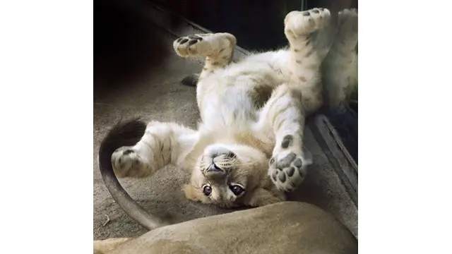 7 Potret Bahati, Bayi Singa yang Jadi Role Model Simba di The Lion King Live Action