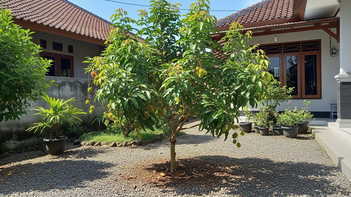 8 Jenis Pohon Buah yang Bisa Tumbuh di Tanah Kerikil Taman Rumah dan Tetap Berbuah Lebat
