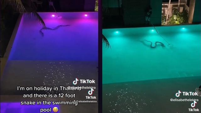 Viral Penampakan Ular di Kolam Renang Hotel Ini Bikin Merinding