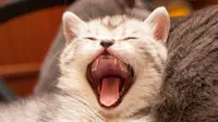 Penampakan lidah kucing. (Shutterstock)