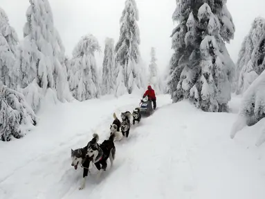 Pengemudi kereta luncur anjing menembus salju saat mengikuti lomba Sedivackuv Long di Destne v Orlicky Horach, Republik Ceko, Jumat (25/1). Lomba ini diikuti 100 pebalap. (AP Photo/Petr David Josek)