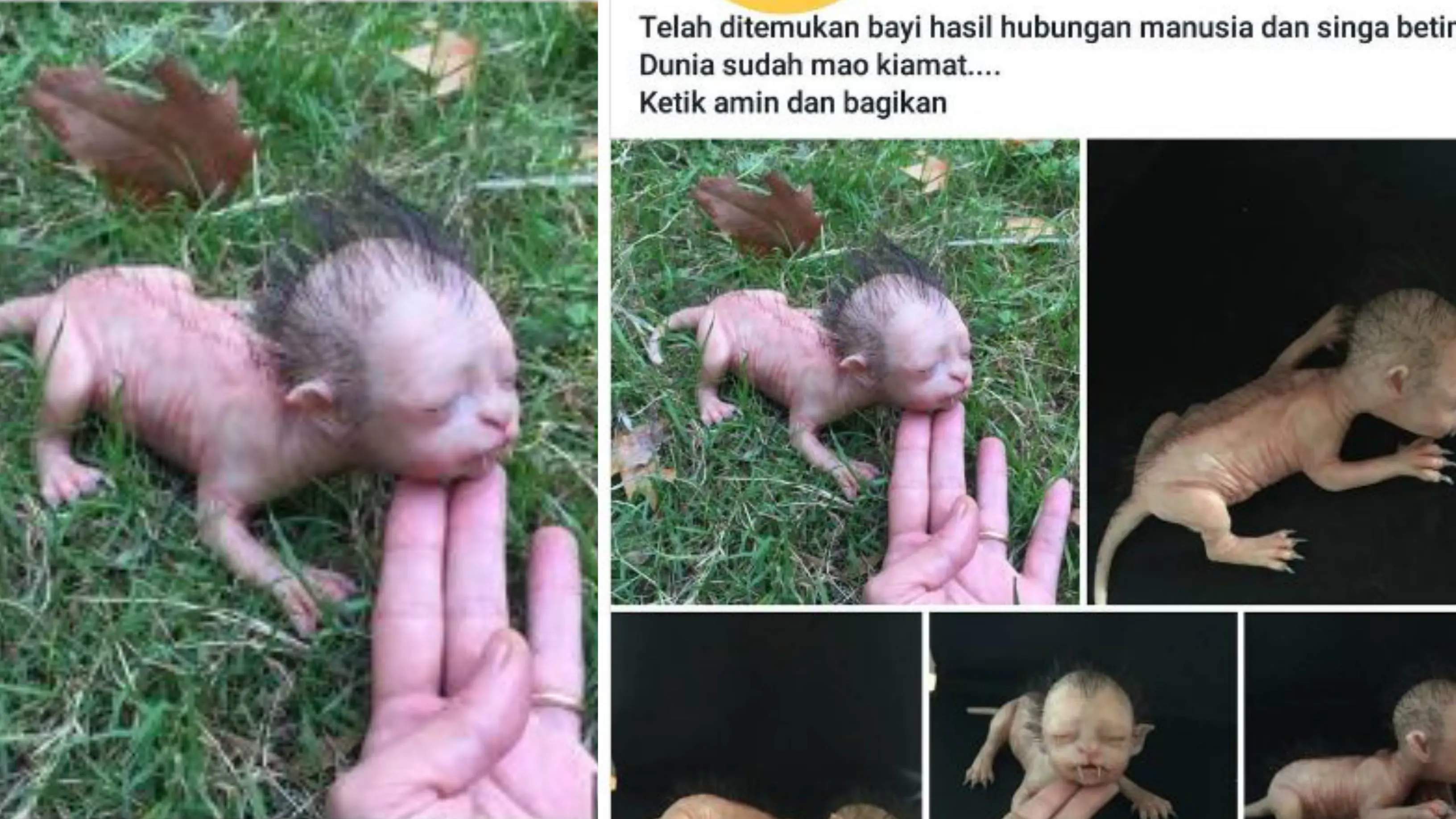 Heboh bayi bertaring hasil perkawinan antara manusia dan singa. (Twitter @muliaoctavia)