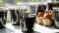 Cara Membuat Wadah Semai Dari Gelas Plastik Bekas Minuman, Praktis dan Ramah Lingkungan