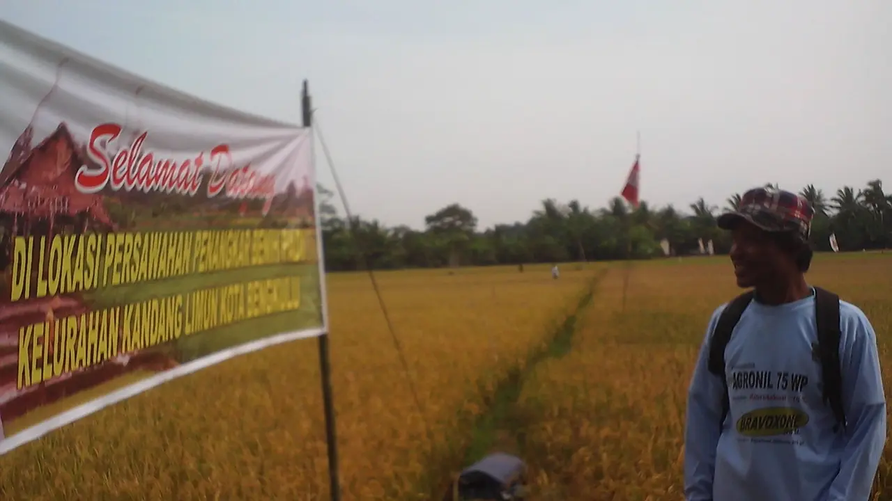 Bengkulu Siap Swasembada Bibit Padi Unggul 
