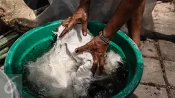 Kulit sapi di rendam sebelum dikeringkan di kawasan, Tanah Abang, Jakarta, Jumat (17/6). Menjelang lebaran, sejumlah pedagang menjual aneka ragam bedug yang dijual dari harga Rp. 100 ribu hingga Rp 4 juta.(Liputan6.com/Faizal Fanani)