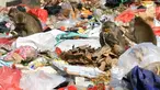 Monyet liar memakan sisa makanan yang berada di tumpukan sampah di pasar Ciampea Baru,Bogor Selasa (07/08). Musim Kemarau membuat monyet-monyet tersebut keluar dari habitatnya untuk mencari makan. (Merdeka.com/Arie Basuki)