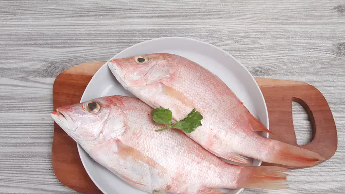 Ilustrasi ikan kakap