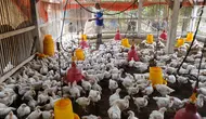 Hitungan Modal dan Keuntungan Ternak Ayam Broiler 35 Hari, Lengkap dari Kandang hingga Hasil Panen