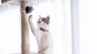 Kucing bermain. ©Shutterstock