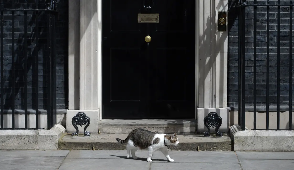 Larry, kucing yang menjabat sebagai "Kepala Pemburu Tikus"  melintasi pintu kantor PM Inggris, Downing Street 10 di London, Rabu (13/7). Larry menghabiskan hari-harinya dengan memberi salam pada tamu dan memeriksa keamanan pertahanan. (OLI SCARFF/AFP)
