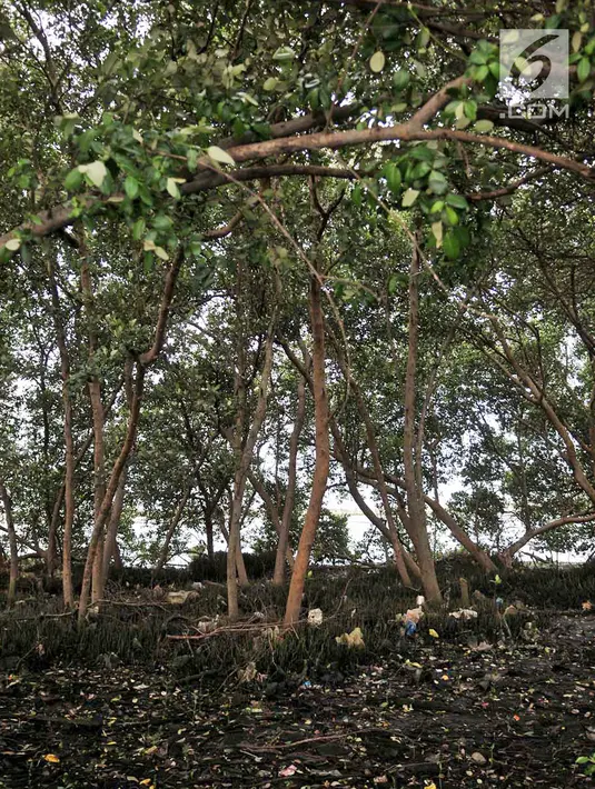 Kondisi hutan mangrove atau bakau di sekitar pesisir Kamal Muara, Penjaringan, Jakarta, Rabu (21/3). Dilansir dari laman data.jakarta.go.id, saat ini total luas hutan bakau di pesisir Jakarta sekitar 430 hektare. (Merdeka.com/ Iqbal S. Nugroho)