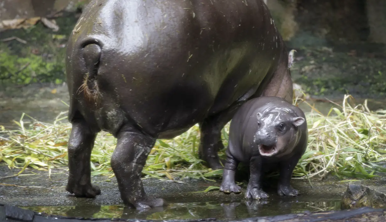 Abina, kuda nil ke-24 yang sukses lahir di penangkaran berdiri bersama ibunya di Kebun Binatang Singapura, Kamis, (11/1). Kebun Binatang Singapura aktif dalam program pengembangbiakkan sebagai upaya pelestarian satwa liar. (AP Photo / Wong Maye-E)