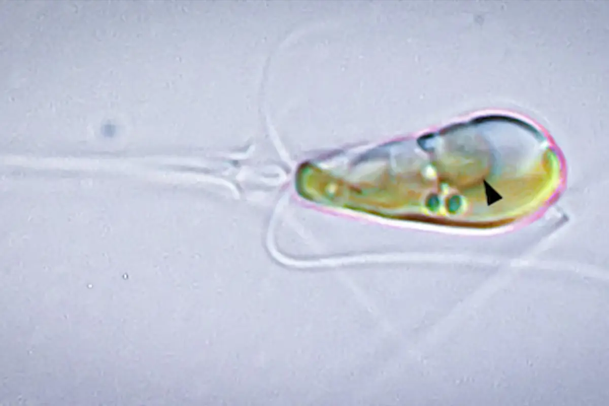 Evolusi Langka
