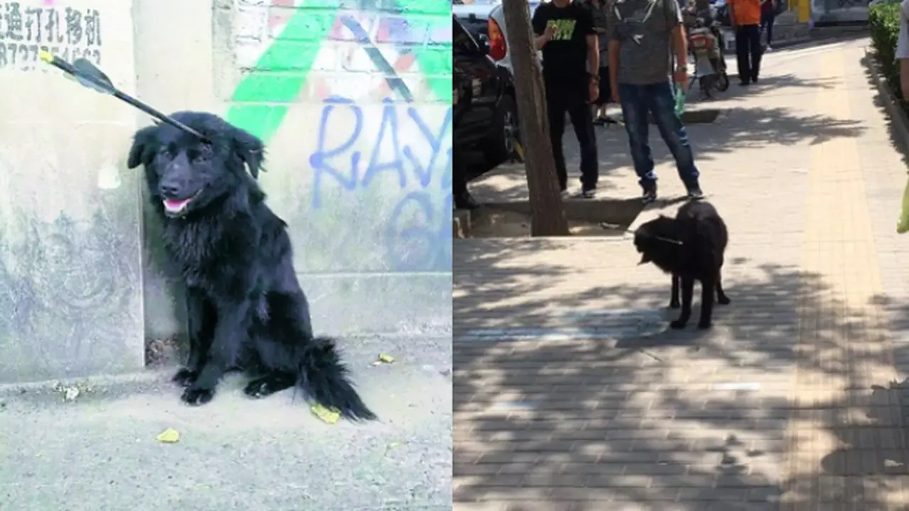 Setelah berjuang melapaskan anak panah di kepalanya, anjing ini diselamatkan melalui operasi.
